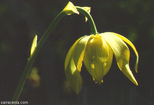 Darlingtonia