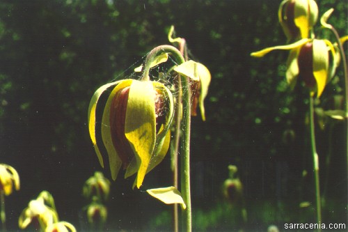 Darlingtonia