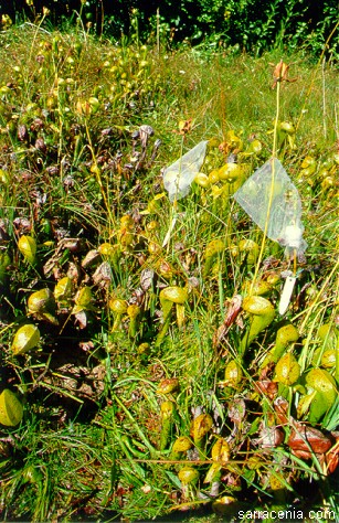 Darlingtonia