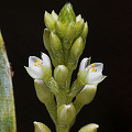 Brocchinia reducta