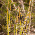 A plant on moist ground, Western Australia.
