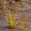 Inundated plants emerging in the spring, Western Australia.