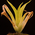 Catopsis berteroniana