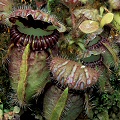 Cephalotus