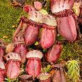 A nice pitcher cluster, Western Australia.