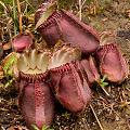 A rosette of very dark pitchers, Western Australia.