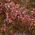 A large colony of pitchers near the ocean, Western Australia.