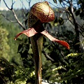 A graceful pitcher in the sun.