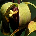 Darlingtonia