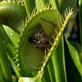 Dionaea eats a spider.