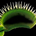 Dionaea muscipula