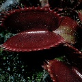 Dionaea