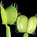 Dionaea