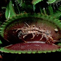 Dionaea eats a centipede.