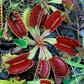 Red Dionaea