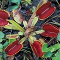 More red plants.