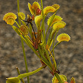 Commonly seen in cultivation.