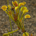 Dionaea