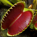 Dionaea