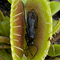 A plant eating a wasp.