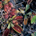 Dionaea muscipula