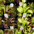 Dionaea clones
