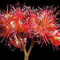 Drosera anglica