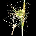 A large crane fly captured by a small leaf in cultivation.