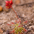 A single plant preparing to flower, Western Australia.