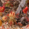 Many plants, Western Australia.