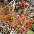 Drosera brevifolia