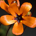 Orange flowers such as on this cultivated plant are rare in the genus Drosera.