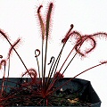 Drosera capensis