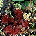 Drosera capillaris