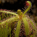 Drosera cistiflora