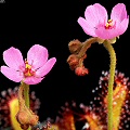 Drosera collinsiae