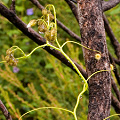 Leaves adhering to a tree, Western Australia.