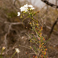 A plant in full flower, Western Australia.