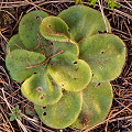 A form that may be subsp. collina, Western Australia.