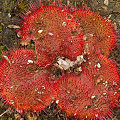 A deep red plant, Western Australia.
