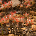Stalked plants in laterite, Western Australia.