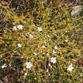 An overhead view, with D. rosulata and D. menziesii visible, Western Australia.