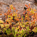 A set of plants growing at the edge of a bare rock, Western Australia.