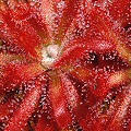 Drosera graomogolensis