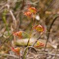 A whole plant, Western Australia.