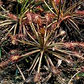 While these plants look like they are in the wild, they are plants cultivated out doors.