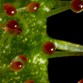 Detail of leaf surface.