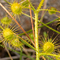 The hairy stems, with many leaves, Western Australia.