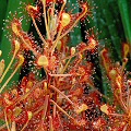 Drosera madagascariensis