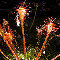 Drosera nidiformis